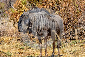 Portrait of an isolated Blue wildebeest or gnu ungulate or connochaetes Taurinus in a South African game reserve during a safari