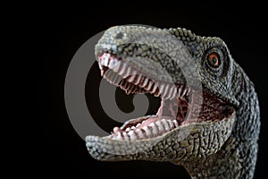 Portrait of a velociraptor on black background