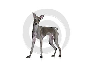 Portrait with Italian greyhound with brown fur posing with clever face isolated over white studio background. Pet looks