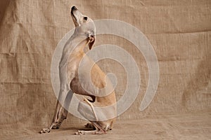 Portrait of Italian Greyhound male dog posing  on beige studio