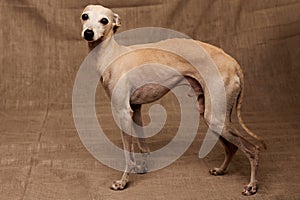 Portrait of Italian Greyhound male dog posing isolated on beige studio