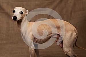 Portrait of Italian Greyhound male dog posing isolated on beige studio