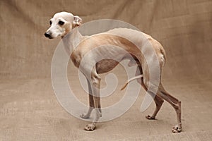 Portrait of Italian Greyhound male dog posing isolated on beige studio