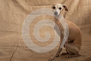 Portrait of Italian Greyhound male dog posing isolated on beige studio