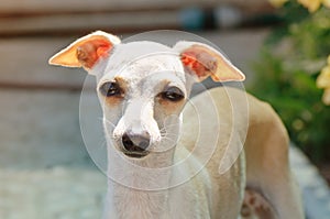 Portrait of Italian Greyhound puppy.