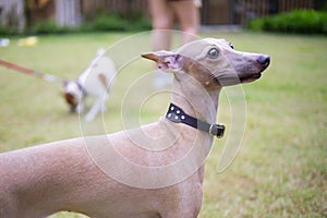 Portrait of Italian Greyhound wearing leather collar sitting in the summer park., closeup