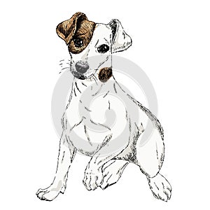 Portrait of Jack russel terrier dog. Vector colored engraved art. Friendly smilling puppy isolated on white background