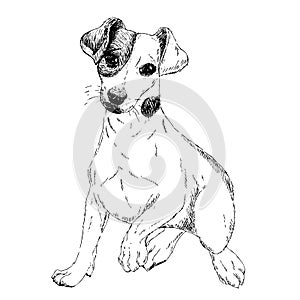 Portrait of Jack russel terrier dog. Vector engraved art. Friendly smilling puppy isolated on white background. Pet