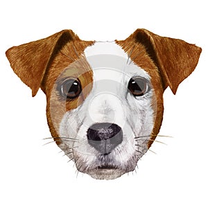 Portrait of Jack Russell.
