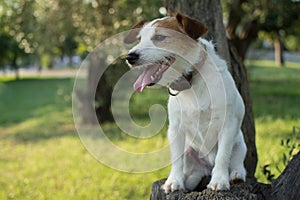 PORTRAIT OF A JACK RUSSELL DOG SITTING ON A TREE ON SUMMER HEAT STICKING OUT TONGUE AND LOOKING SIDEWAYS