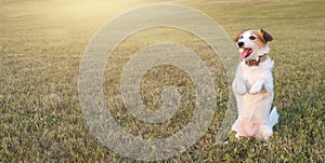 PORTRAIT OF A JACK RUSSELL DOG STANDING ON TWO LEGS INTHE GRAS