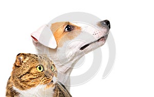 Portrait of a Jack Russell Terrier dog and a cat Scottish Fold, side view