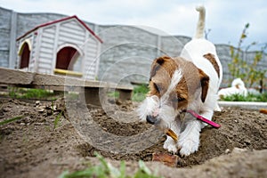 Portrait of a jack russell terrier dog eating meat in a spring garden full of sunshine.