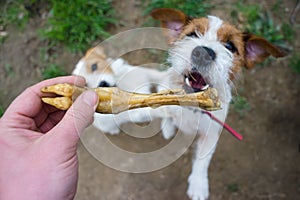 Portrait of a jack russell terrier dog eating meat in a spring garden full of sunshine.