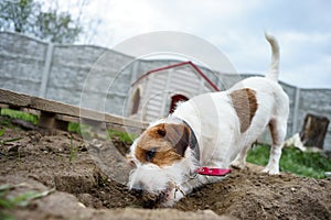 Portrait of a jack russell terrier dog eating meat in a spring garden full of sunshine.