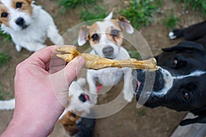 Portrait of a jack russell terrier dog eating meat in a spring garden full of sunshine.