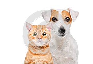 Portrait of a Jack Russell Terrier dog and a kitten Scottish Straight
