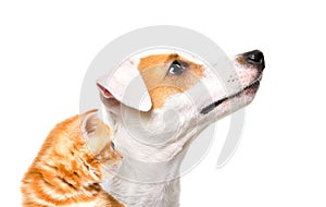 Portrait of a Jack Russell Terrier dog and a Scottish Straight kitten, side view