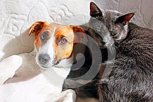 Portrait of jack russell terrier with gray cat on white blanket