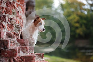 Portrait of a Jack Russell terrier outdoors. A dog on a walk in the park