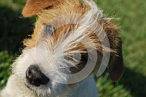 Portrait of Jack Russell Terrier Puppy