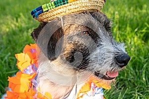 Portrait of a Jack Russell Terrier puppy in a sambrero and Hawaiian garlands on a background of green grass.  Hello summer photo
