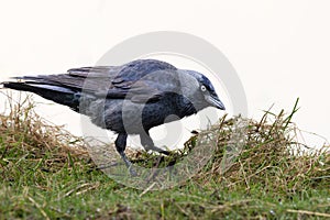 Portrait of a Jackdaw, Corvus monedula, bent over a tuft of grass on the ground in search of food