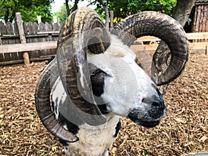 Portrait of Jacob sheep