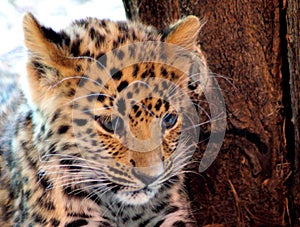 Portrait of a Jaguar Baby photo