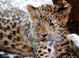 Portrait of a Jaguar Baby photo