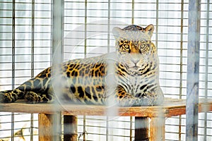 Portrait of Jaguar Close Up. Panthera Onca