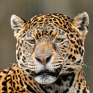 Portrait of a jaguar in the forest