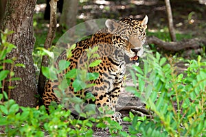 Portrait of jaguar in wildlife