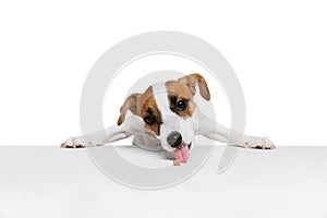 Portrait of Jak Russell Terrier puppy standing on hind legs and eating feed from table isolated over white studio
