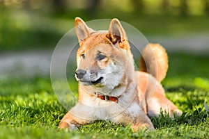 Portrait of Japanese Akita inu puppy lying on grass