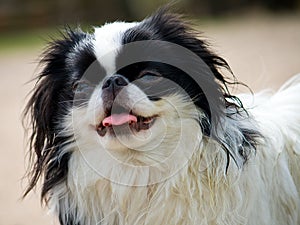 Portrait of japanese chin puppy