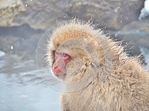 Portrait of a Japanese macaque snow monkey in hot spring