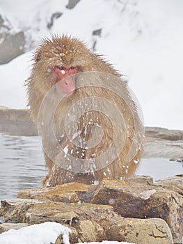 Portrait of a Japanese macaque snow monkey in hot spring