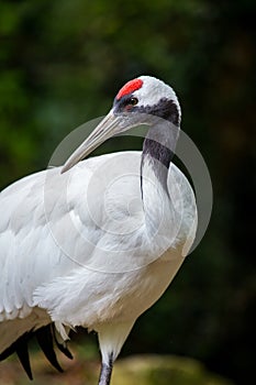 Portrait of a Japanese red-crowned crane, Grus japonensis
