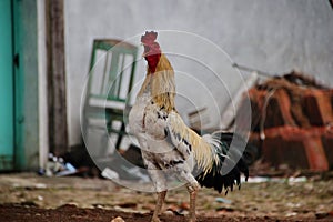 Portrait of Javanese chicken Jago, who forages