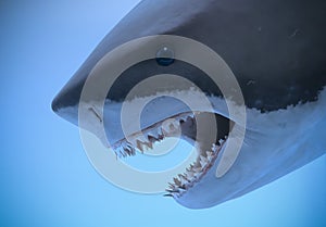 A Portrait of the Jaws of a Great White Shark