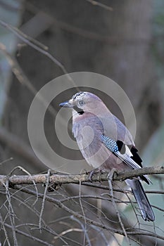portrait of a jay sitting on a branch