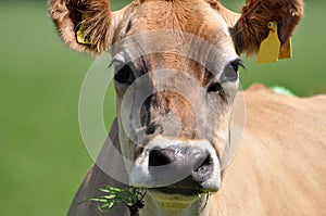 Portrait of Jersey cow