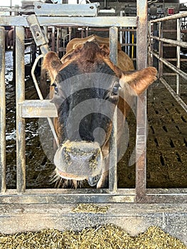 Portrait of a Jersey milking cow