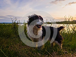 Portrait of joyful dog standing outdoors, on a green field, over sunset background during a countryside evening walk