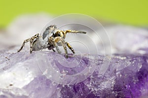 Portrait of a Jumping Spider