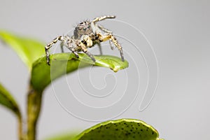 Portrait of a Jumping Spider