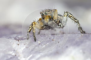 Portrait of a Jumping Spider