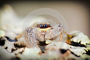 Portrait of jumping spider