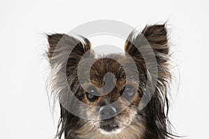 Portrait of just the head of a female dog with ears sticking up which is looking straight into the camera. A multi-breed